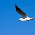 Gull